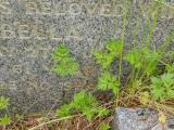 image of grave number 578475